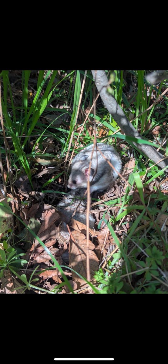 🐁はぬa.k.a.尊師🐀 tweet media