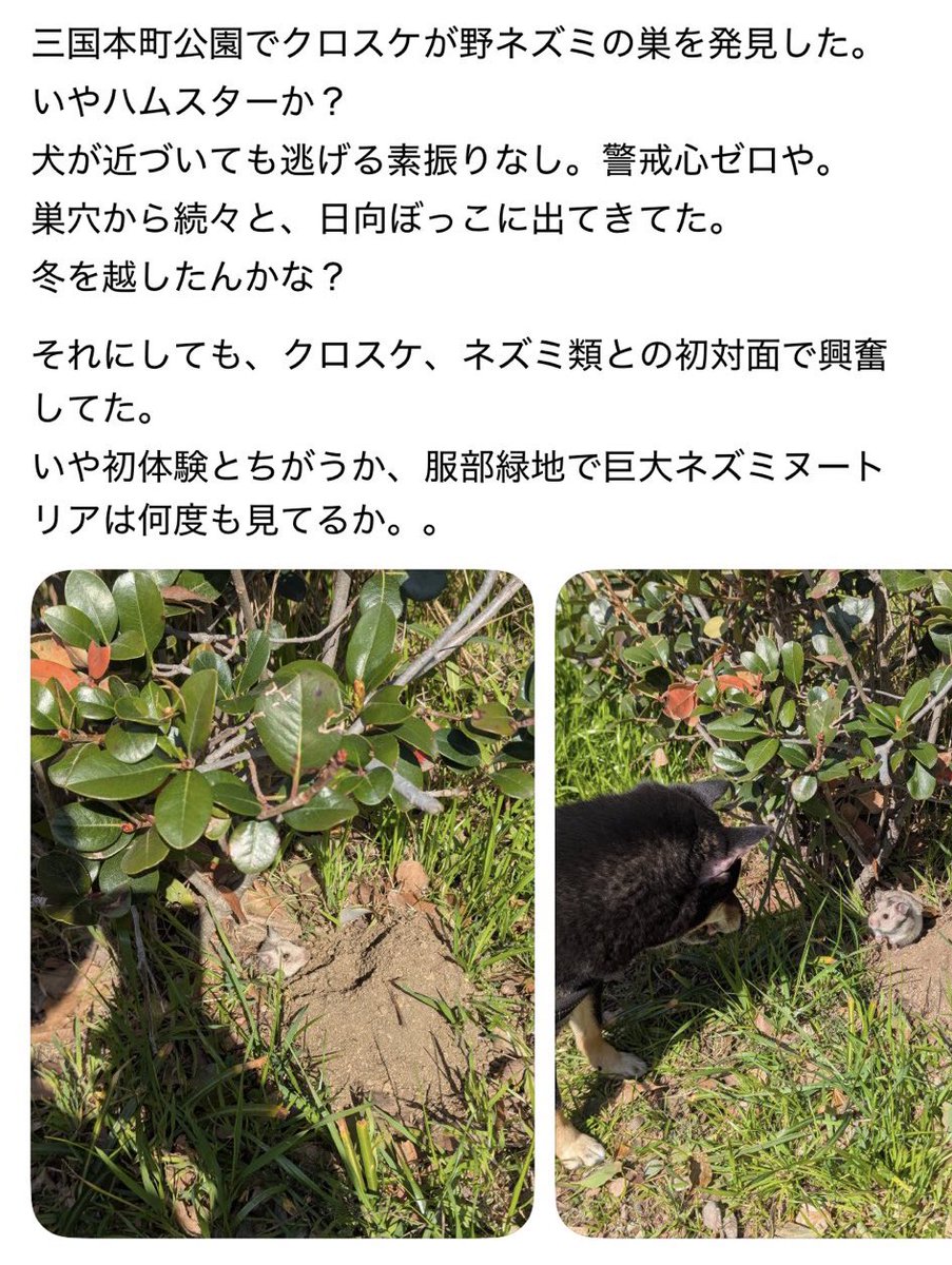 🐁はぬa.k.a.尊師🐀 tweet media