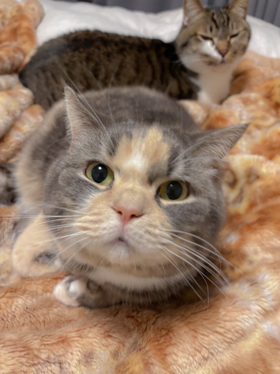 cat_fuko's tweet photo. お仕事終わった？ https://t.co/fIHNHtPlEp