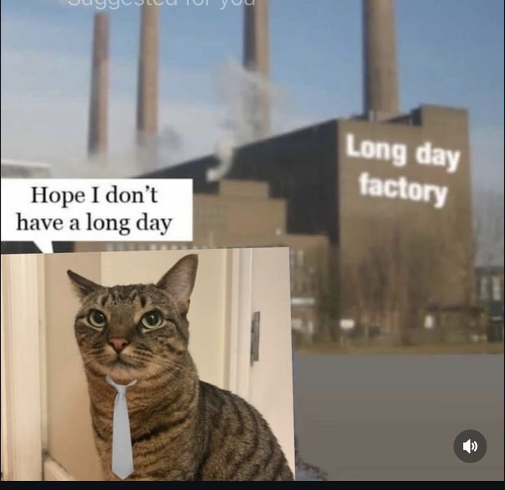 InfiniteGatos tweet media