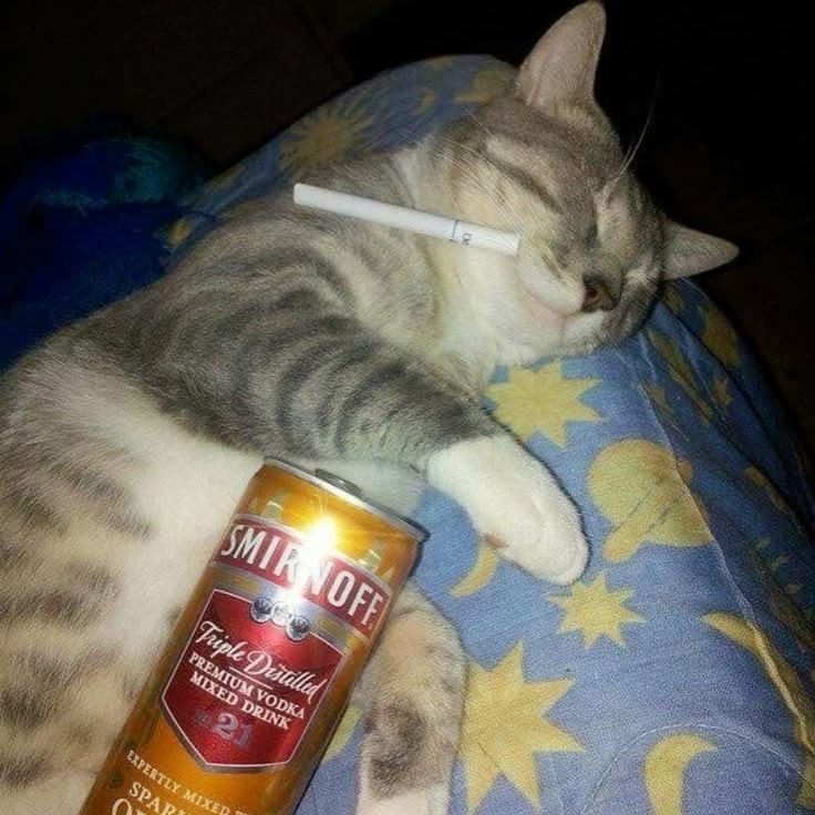 디엠좌 tweet media