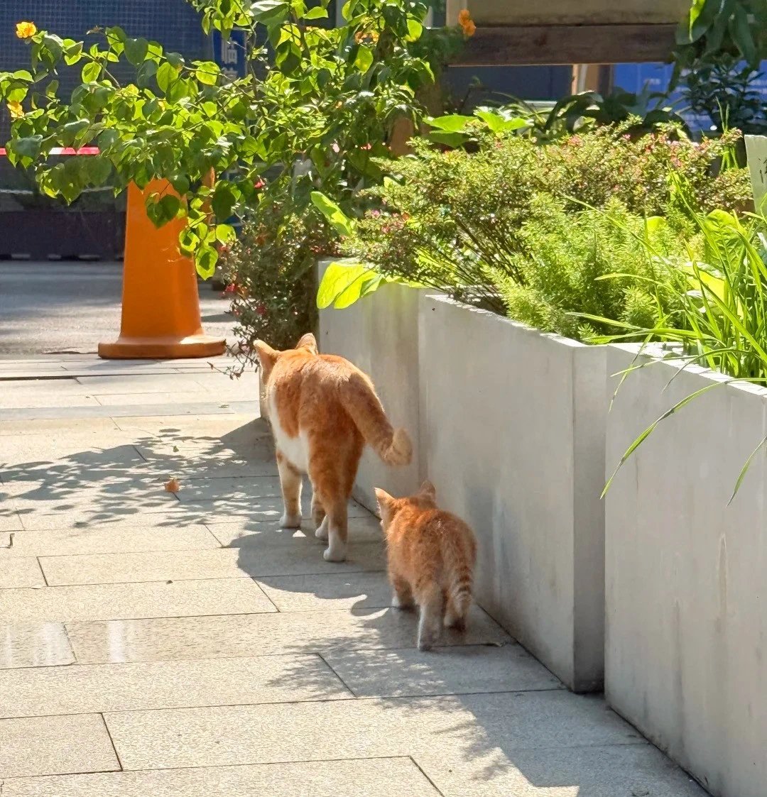 David Ramirez tweet media