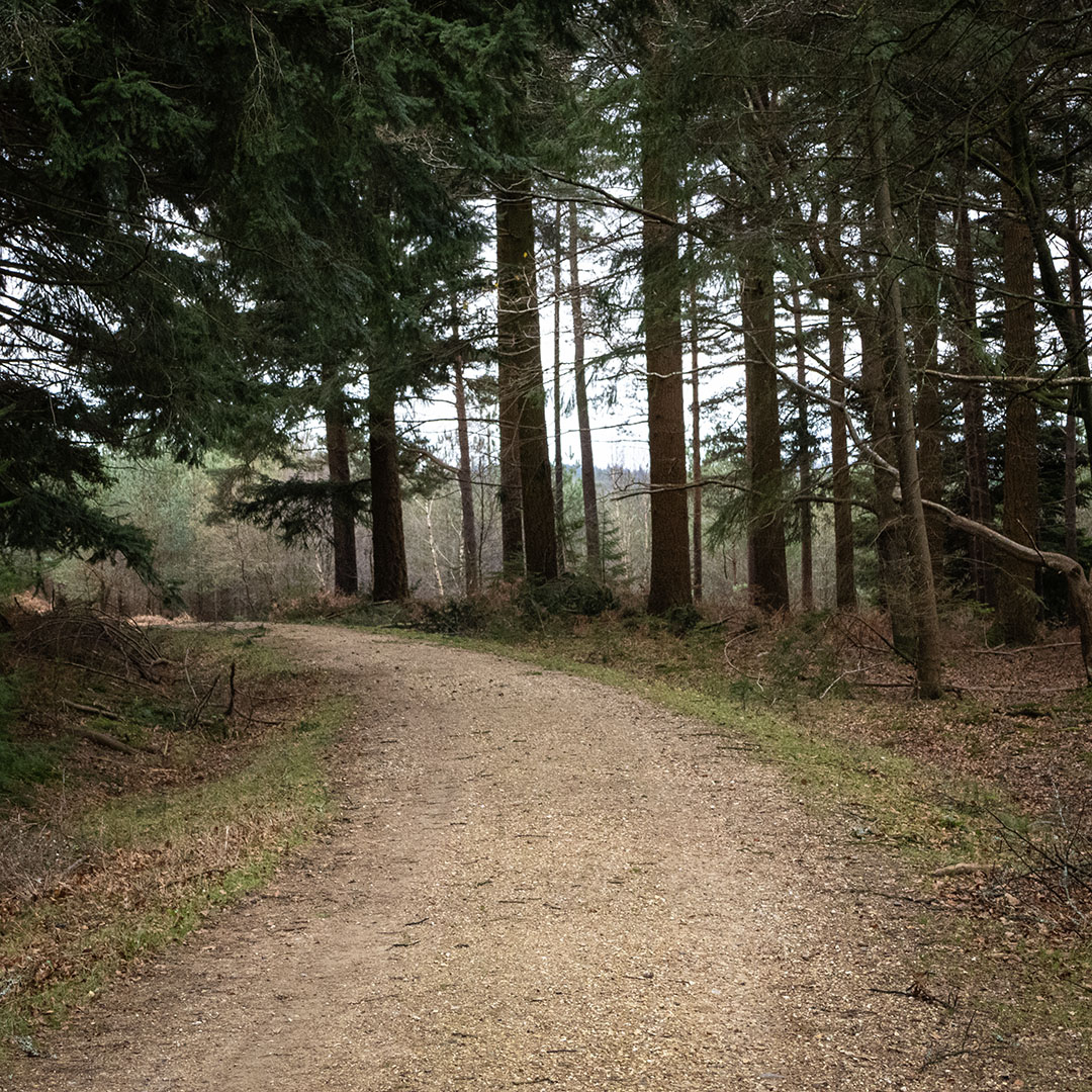 The New Forest - Forestry England tweet media