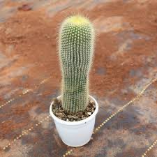 Jessy JQ Meng tweet media