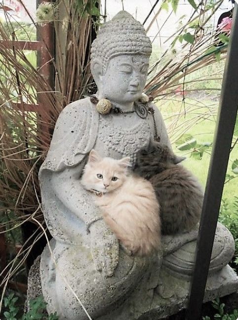 The pets only 🐾 tweet media