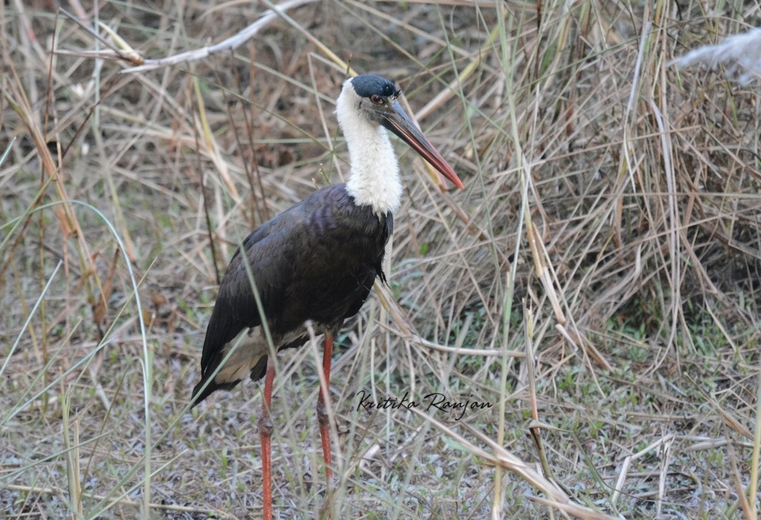 KritikaRanjan6's tweet photo. With eyes locked on the reeds for the slightest movement of prey, this Woolly-Necked Stork is the master of waiting-game. @IndiAves @PilibhitR #birdwatching #birds #BirdsSeenIn2026 #birding #birdphotography #nature #wildlife #BirdsOfIndia #wildlifephotography #TeraiWildlife #Terai #Wetland