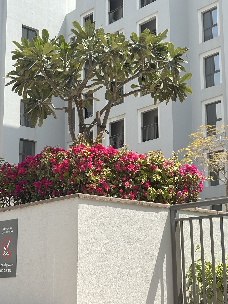 deli_tracey's tweet image. Back in my happy place this morning for some R&amp;amp;R #pool at home #dubai 🤍🖤❤️💚