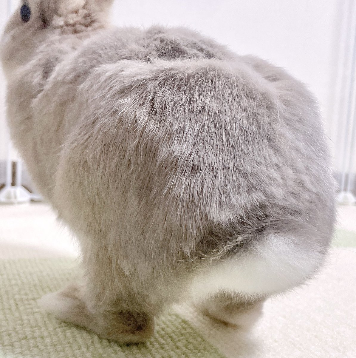 りんちゃんꪔ̤̱ tweet media