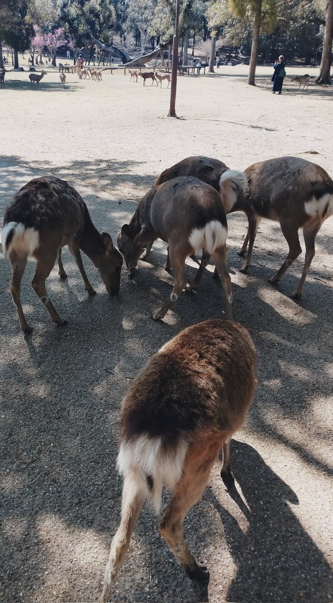 MeruFF14's tweet photo. ボスとかぐのお土産買いました🦌🍘(なお鹿たちによって一瞬で無くなりました) https://t.co/iHUU1q0ycg