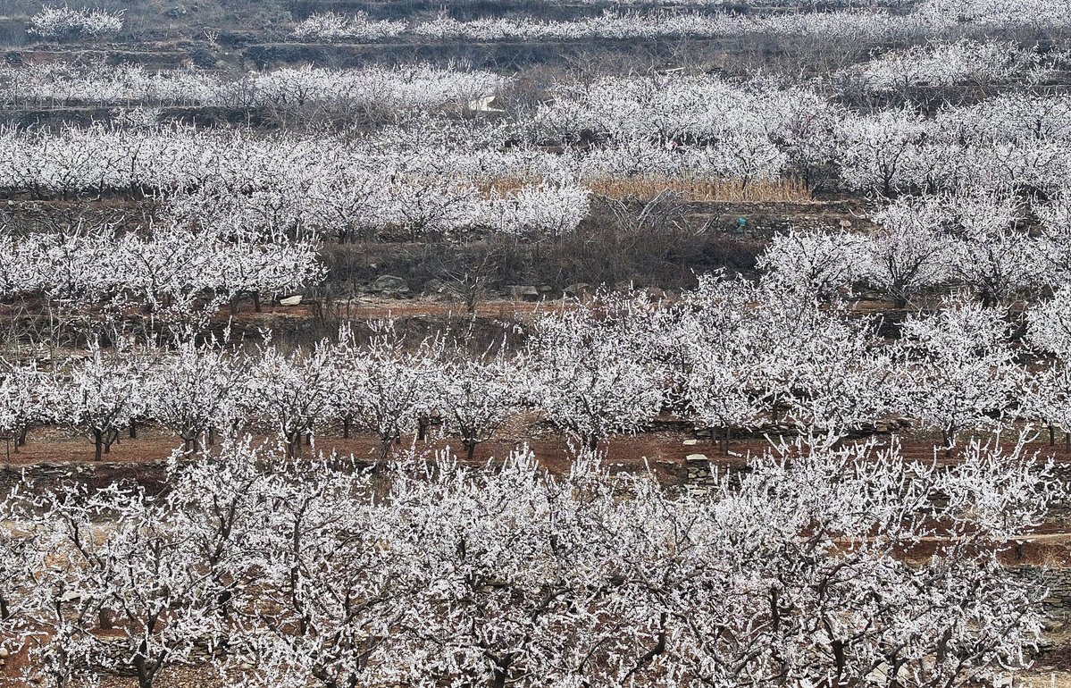 Shandong Official tweet media