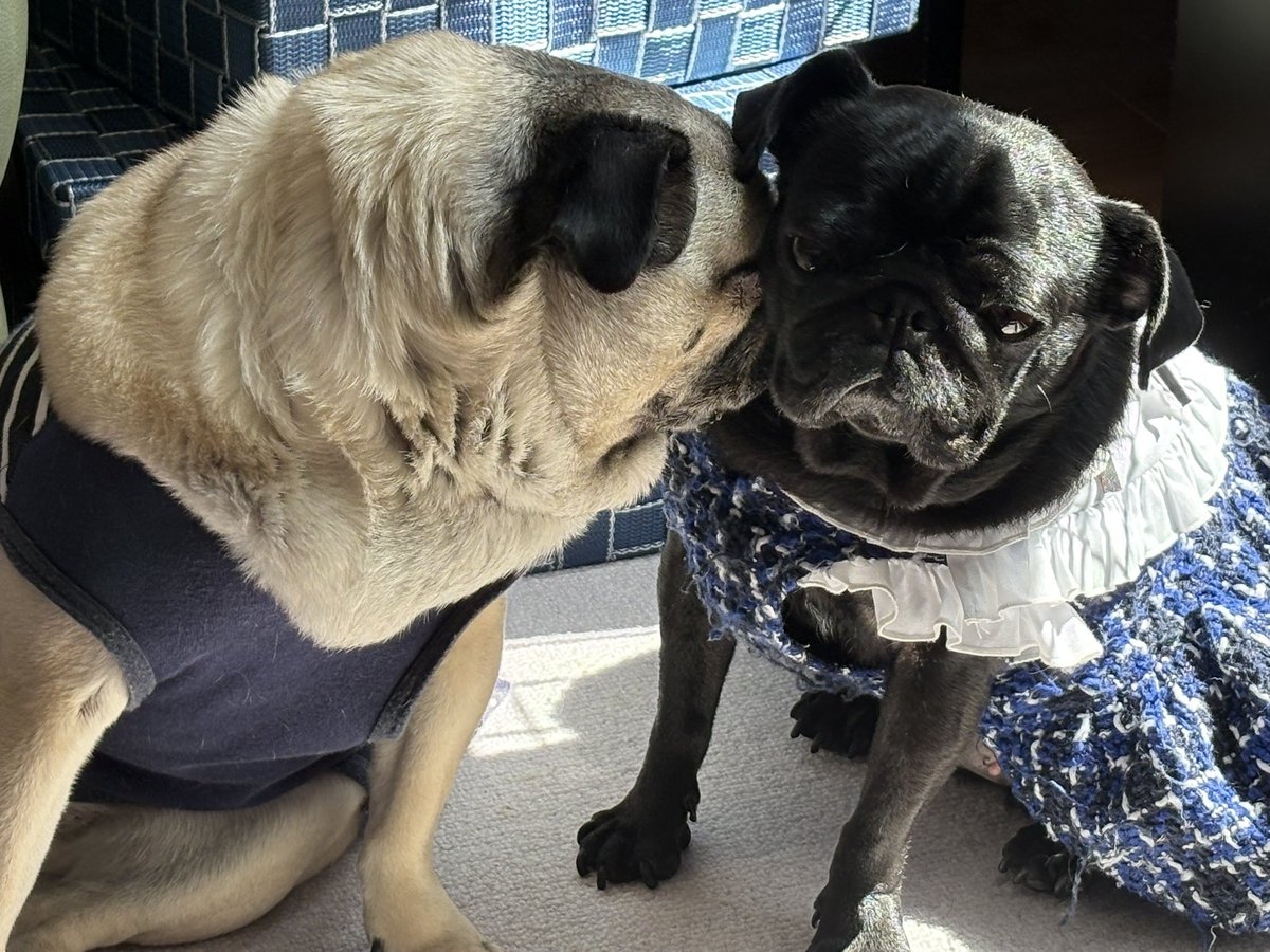 fenomeno tweet media