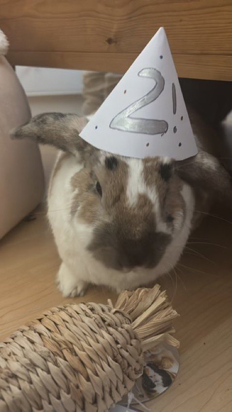 PADDYS BIRTHDAY TOMORROW!!!! i have made him a card

here he is last year he turns 3 tomorrow!