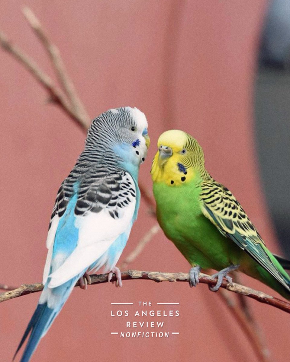 Los Angeles Review tweet media