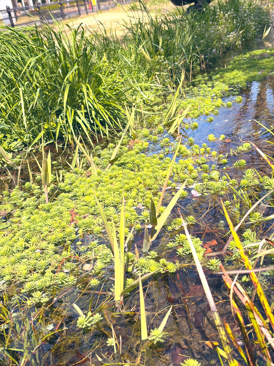 もるか tweet media