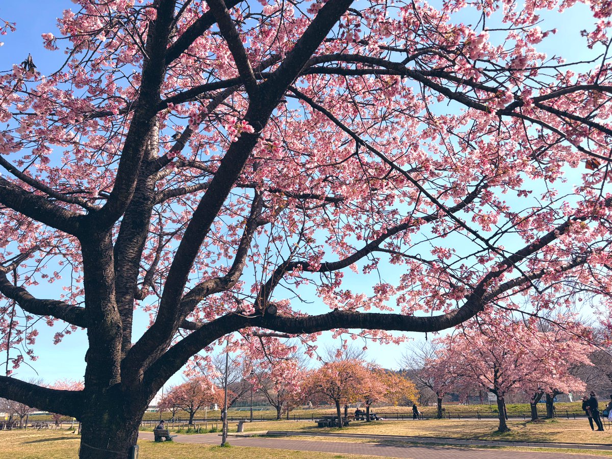 もるか tweet media