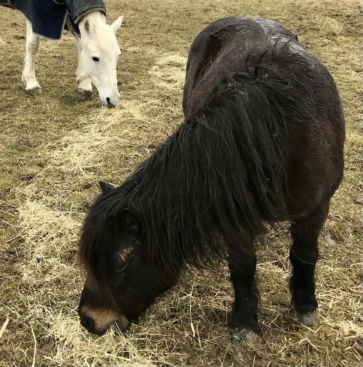 shetlandbook's tweet image. It’s raining and we have finished the hay already. 
#ponyhour #MondayMorning #Shetlandpony #ConnemaraPony