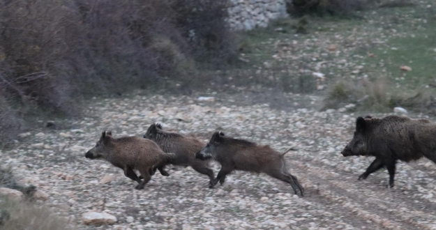 Tuslances.com caza y pesca tweet media