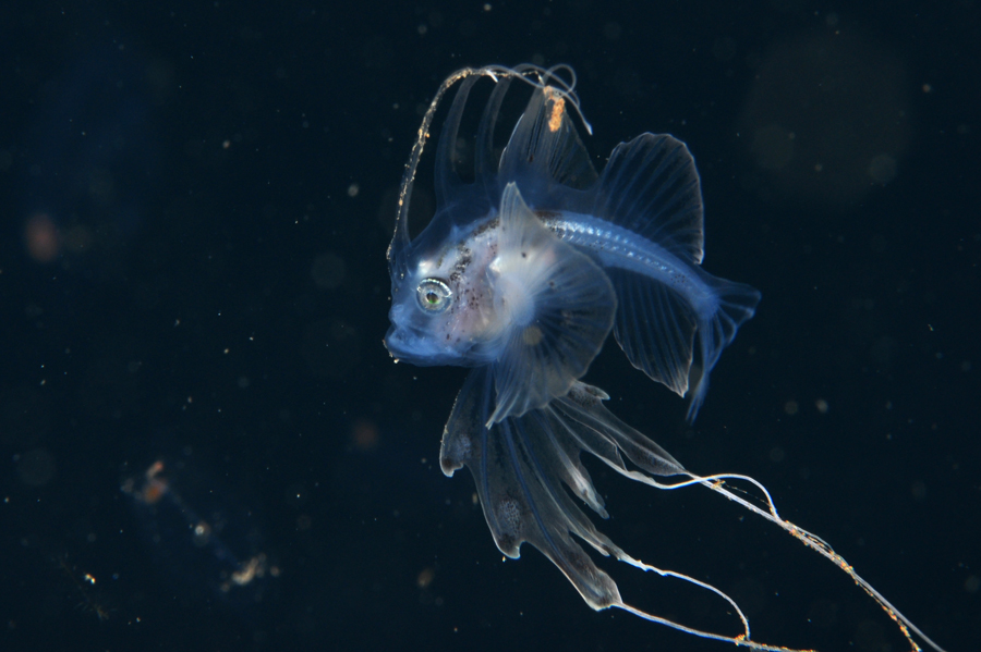 もっちぃ！ tweet media