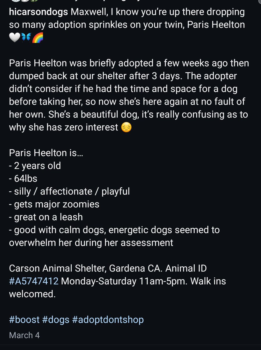 itsadogslifersq's tweet photo. PARIS HEELTON #A5747412
2yo.#pittie mix
Her twin was already killed. Paris was adopted & returned bc "adopter" didn't have time. She is silly, playful, cuddly, great w/calm #dogs. Criminally #overlooked in #CarsonCA #Gardena #GardenaCA
#PLEDGE
#FOSTER @ NO cost
#ADOPT anywhere πΊπ² https://t.co/HnqgLYFcTd