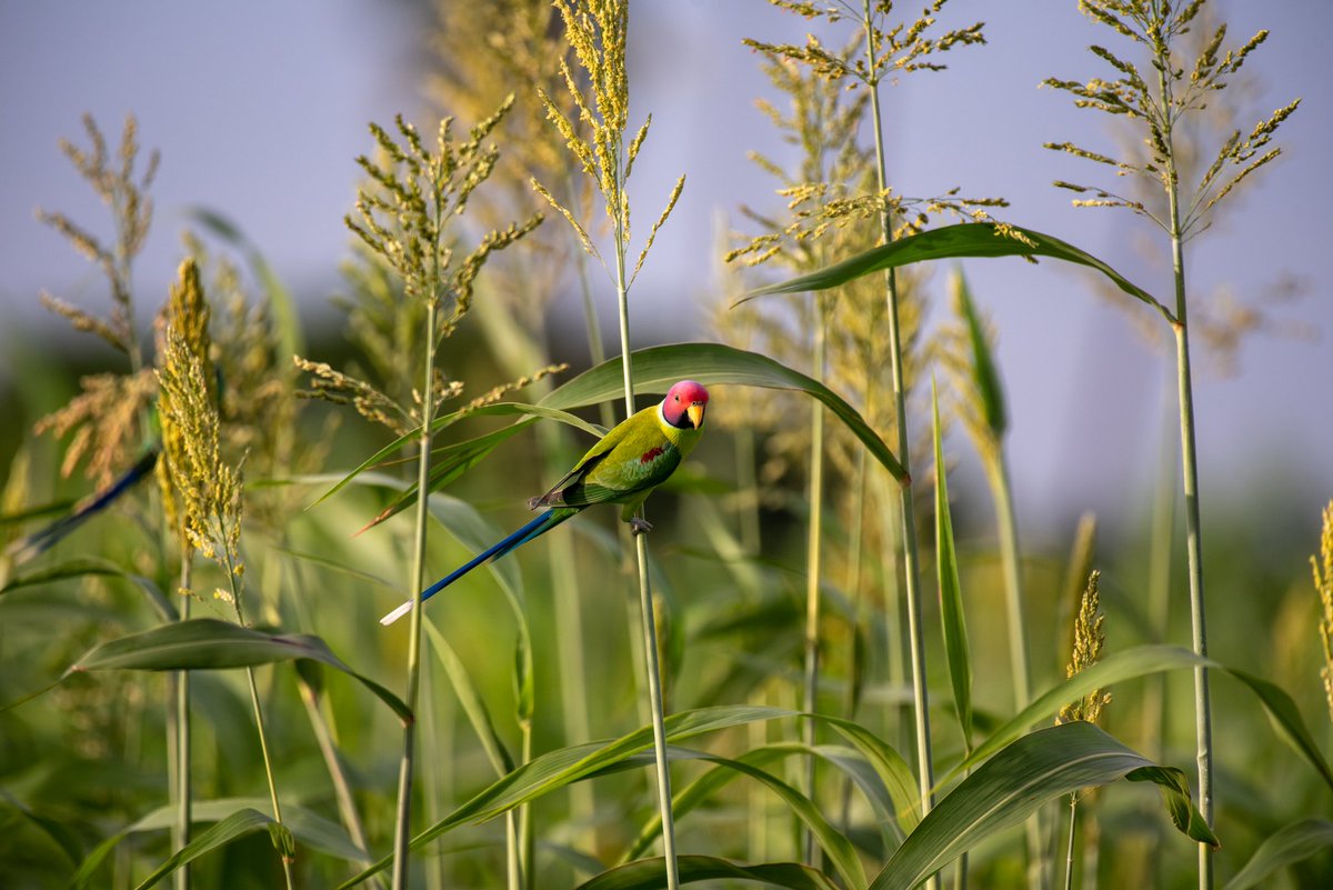 Ethirajan Srinivasan 🇮🇳🚩 tweet media