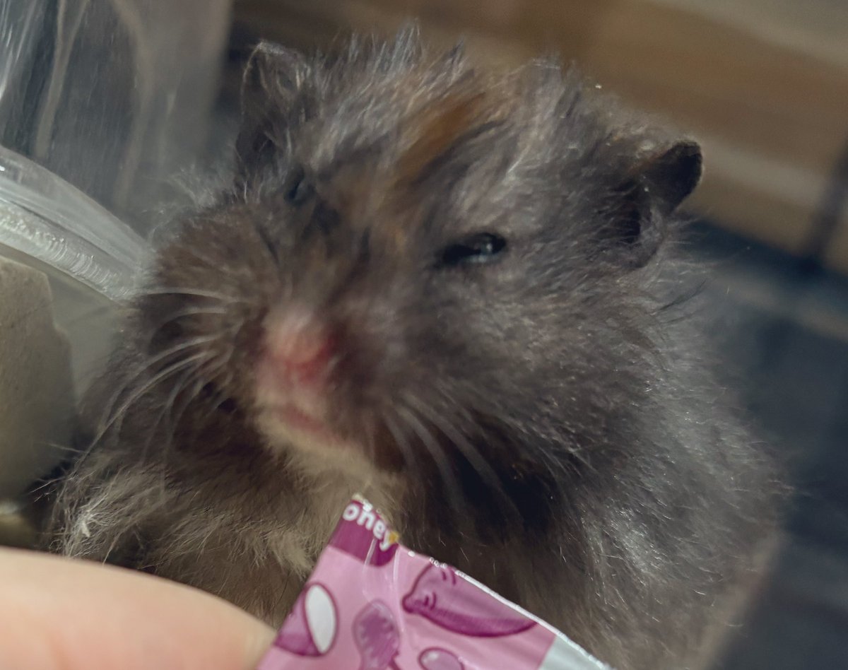 ハムスターオタク tweet media