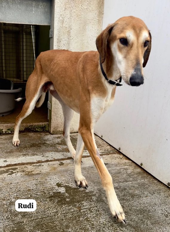 karen73984451's tweet image. #k9hour
Beeyootiful boy #Rudi is ready and waiting on a loving home plz RT #TeamZay @LurcherSOS