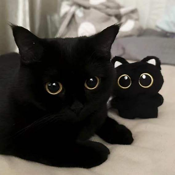 bruce1_lee's tweet photo. Day 31
Cute Cat Plush Keychain for UR babe cat
stock available with wholesale price
#keychain #customizedkeychains #keychians #catkeychain #catlovers #cataccessories #petlovers #cuteaccessories #trendingcat #fyp #viral #handmadekeychains #dropsure #shopifydropshipping https://t.co/JyW6uzweZo