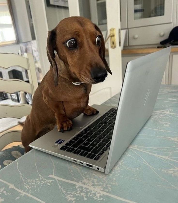 Maurice Dujambon tweet media