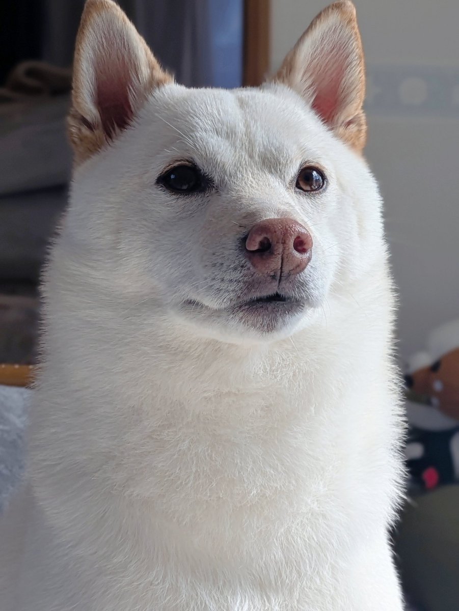 白柴犬まんまる tweet media