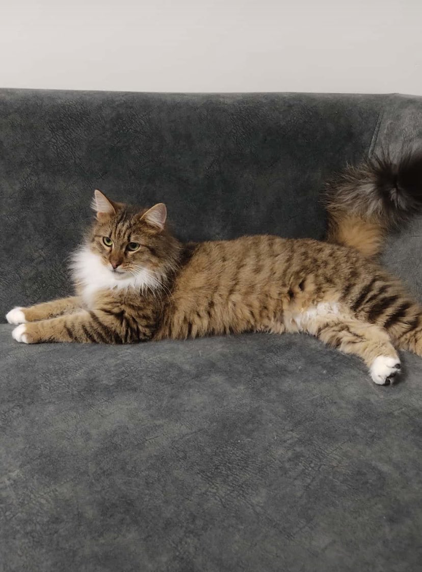 4 yaşındaki bu güzel kıza yuva arıyoruz. Karma, kuduz, iç-dış parazit aşıları yapıldı. Kum eğitimi var. Ev kedisi kısır. Özel sebeplerden dolayı sahiplendiriliyor.