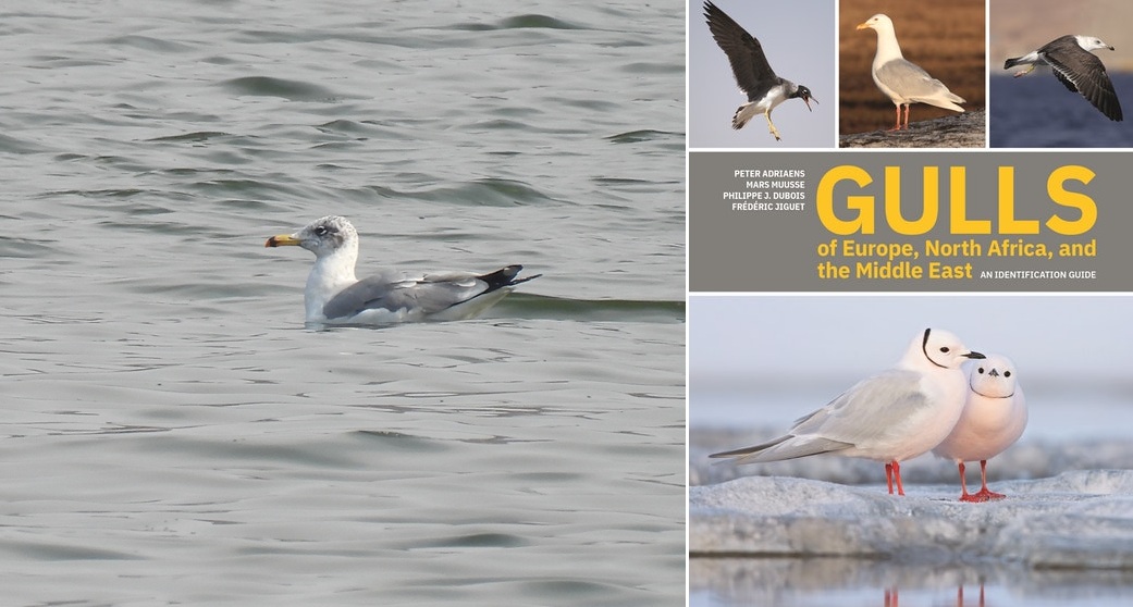 THE BIRDER'S STORE tweet media