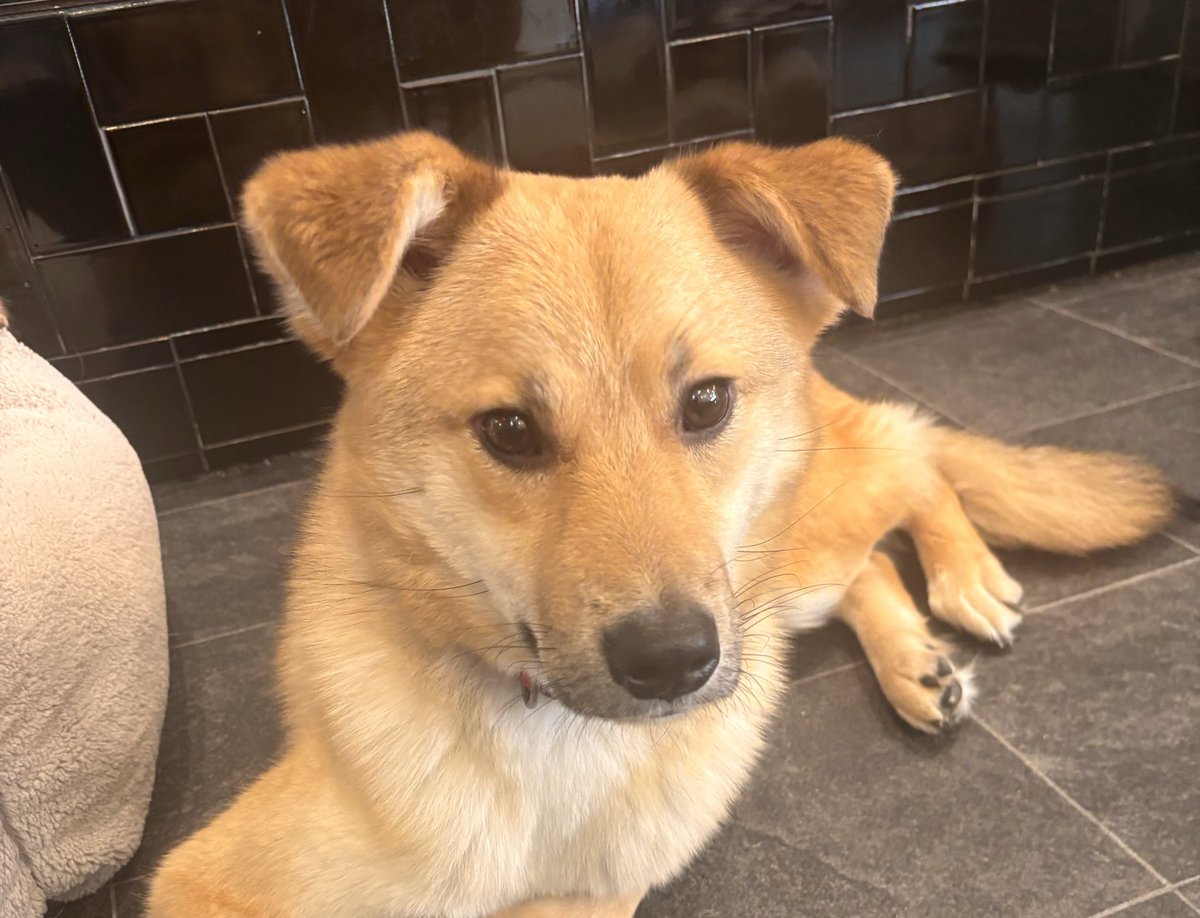 声かけたら垂れてる耳を片耳上げて反応してくれるのちょーーーかわいくて無理......可愛くて食べちゃいたい......