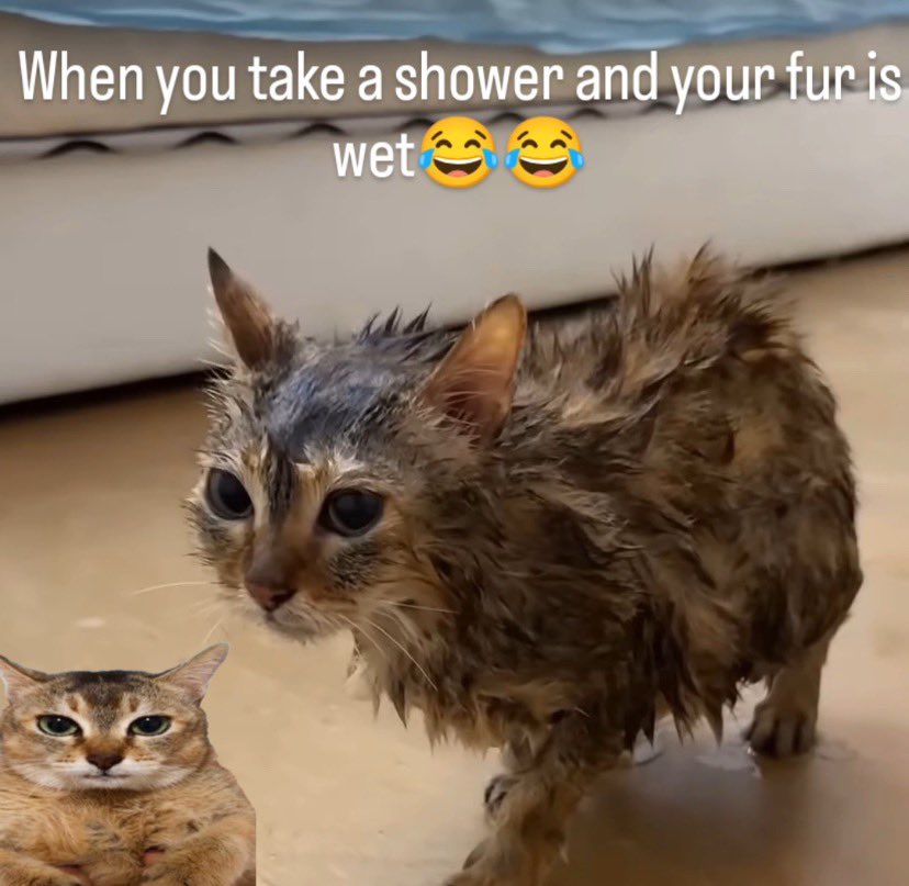 most beautiful cassie cat🐈‍⬛ tweet media