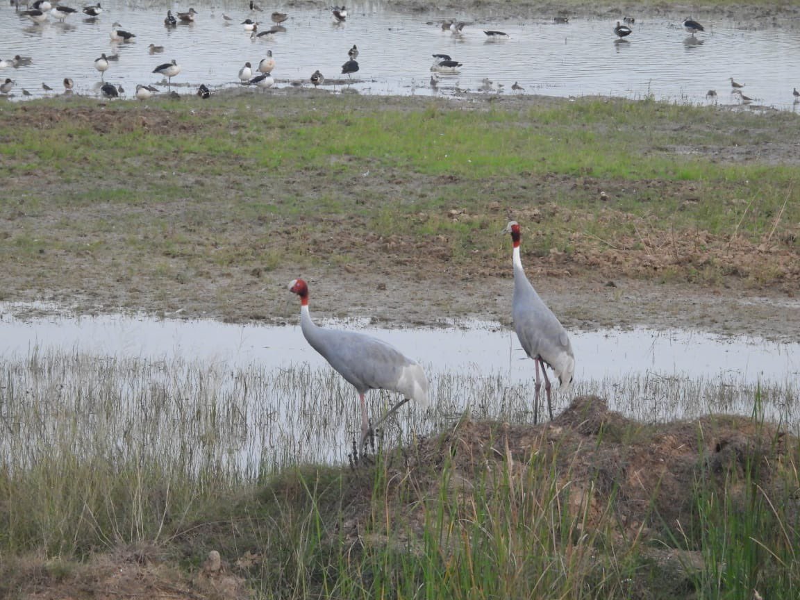 Kirti Vardhan Singh tweet media