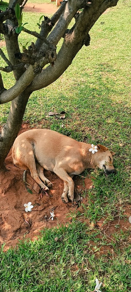 preeti_na's tweet photo. Dogesh bhai on sleeping mode 😴😴 https://t.co/R1Cabv4zgq