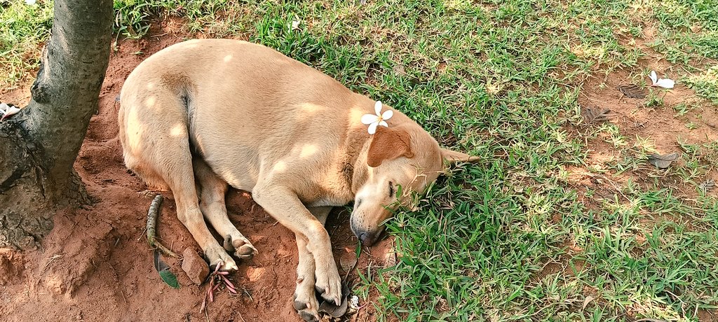 preeti_na's tweet photo. Dogesh bhai on sleeping mode 😴😴 https://t.co/R1Cabv4zgq