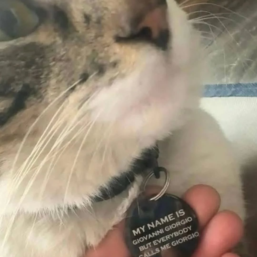 No Cats No Life tweet media