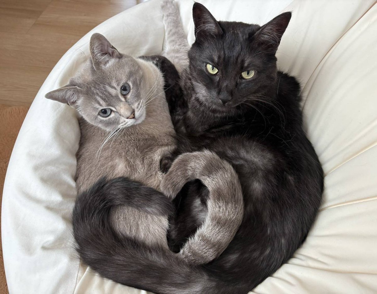 弘前市 小野金商店＠猫だらけ展 tweet media