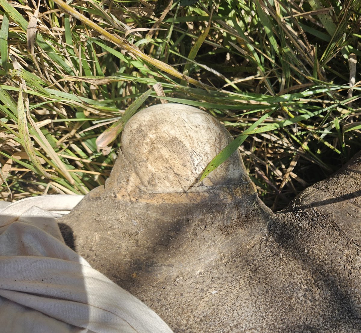 WildlifeACT Innovations tweet media