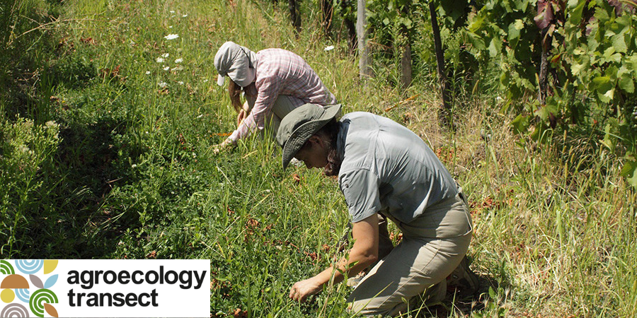 ngo_step's tweet photo. Boosting farm resilience: Intercropping and sustainable pest management🌱🦗
➡️Watch webinar recording online here: https://t.co/L64reKXIaM
@ag_transect https://t.co/iHsRqKpNly
