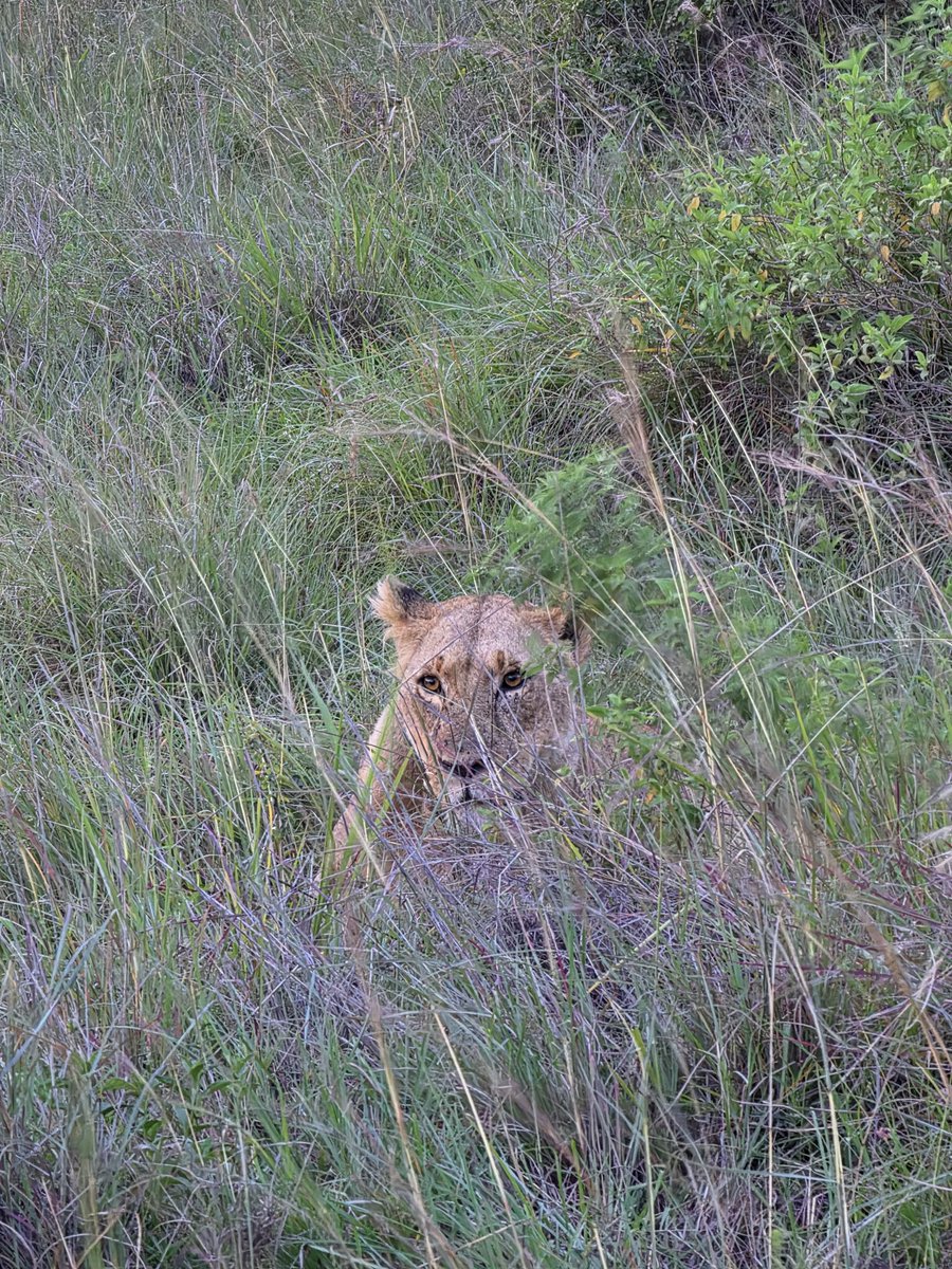 Izzi Boye tweet media