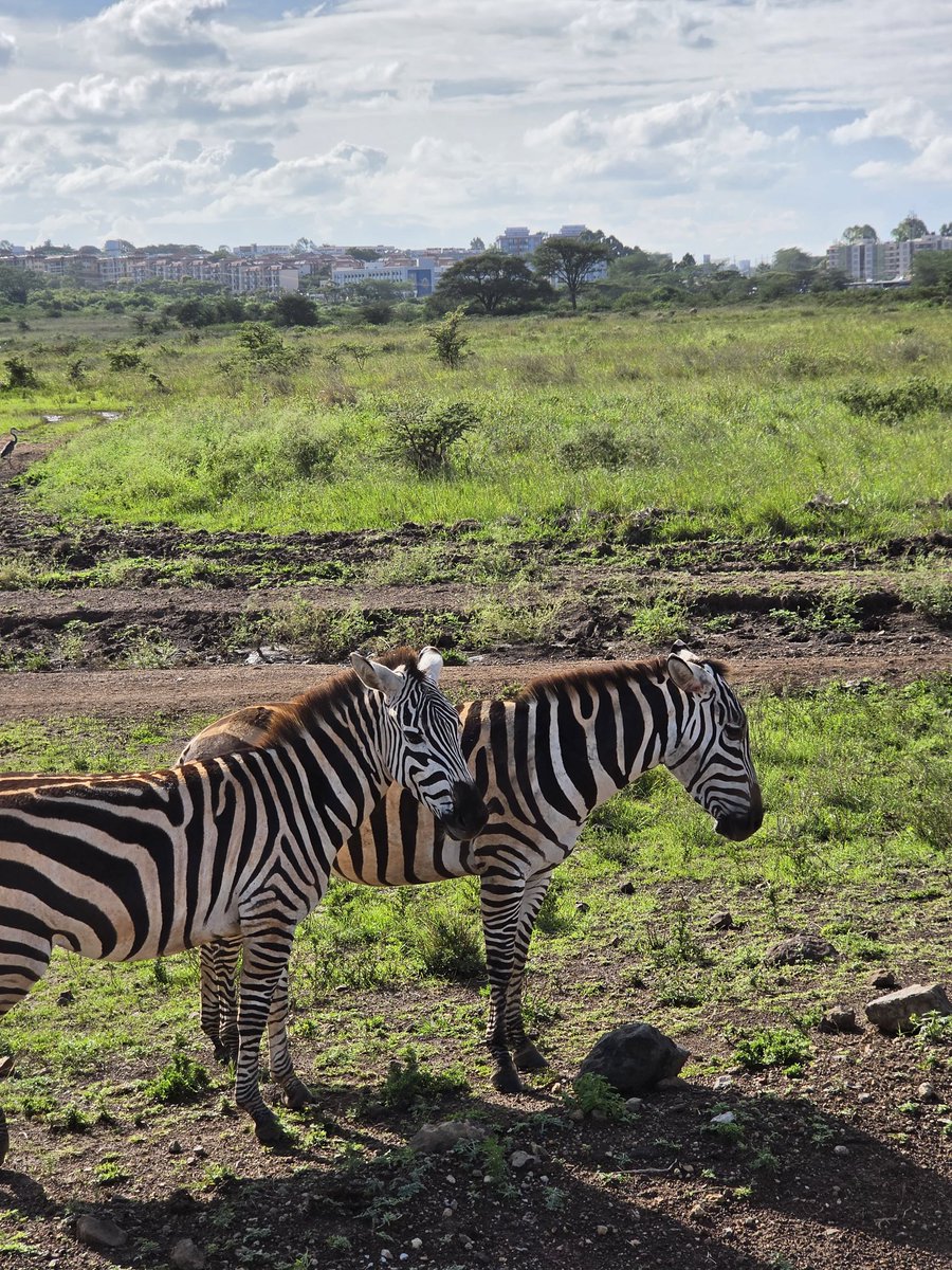 Izzi Boye tweet media