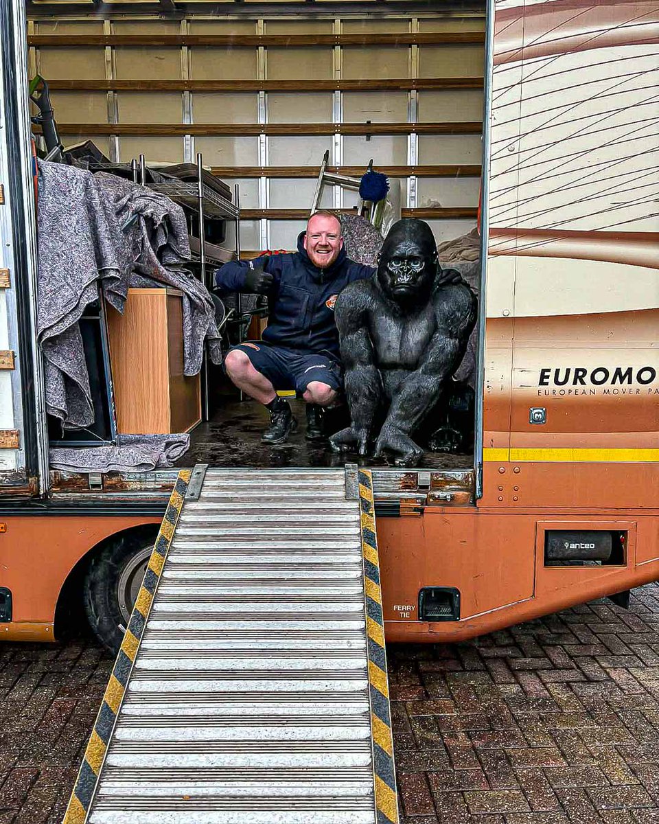 PurdieWorldwide's tweet image. Not every move goes smoothly… sometimes you need to call in the heavy lifters. 🦍📦

Riki was meant to be supervising the new start, but he’s already claimed tea break rights and refused to lift anything without bananas. 🍌

#PurdieWorldwide #HeavyLifting #MovingDay