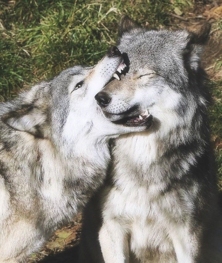 woof "pronouns" woofington tweet media