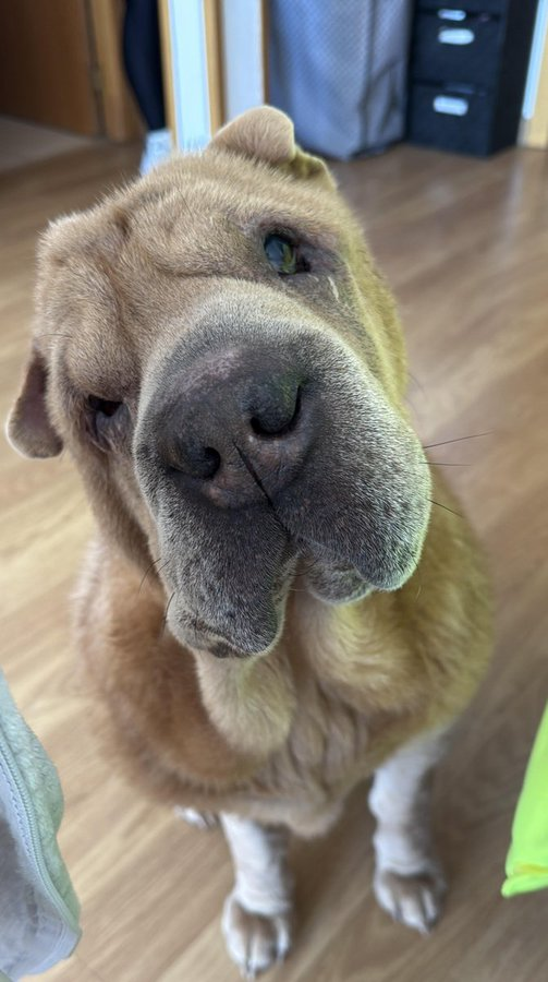policia's tweet photo. 💙El respeto por los animales también define a las buenas personas🐕

#Servir y #proteger… también a quienes no tienen voz

La ley protege a los animales. La conciencia también debería hacerlo

#WeLoveAnimals https://t.co/vn4FUD9H1i