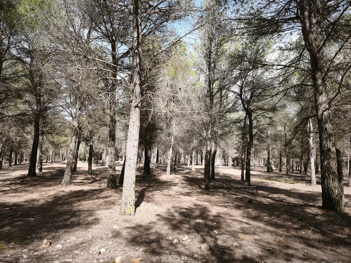 LifetokenCO2's tweet photo. El equipo @OrthemSAU visita el rodal de Chinchilla para un seguimiento después de 2 años. 🌳📏 🔎
✅ La masa forestal evoluciona con fuerza.
✅ Las intervenciones silvícolas están dando sus frutos.
✅ Más vigor, más biodiversidad y, lo más importante: ¡más captura de CO2. https://t.co/7Nadj3KAtG