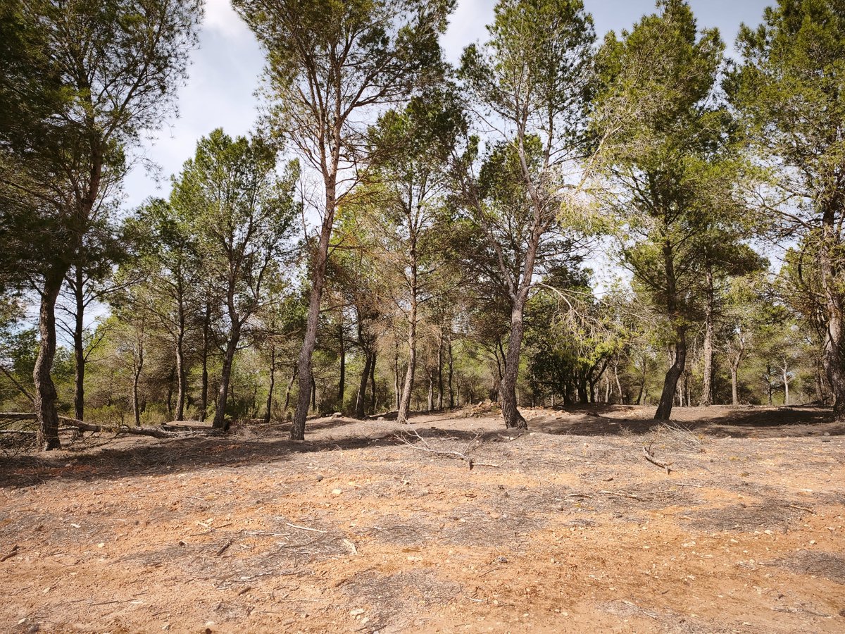 LifetokenCO2's tweet photo. El equipo @OrthemSAU visita el rodal de Chinchilla para un seguimiento después de 2 años. 🌳📏 🔎
✅ La masa forestal evoluciona con fuerza.
✅ Las intervenciones silvícolas están dando sus frutos.
✅ Más vigor, más biodiversidad y, lo más importante: ¡más captura de CO2. https://t.co/7Nadj3KAtG