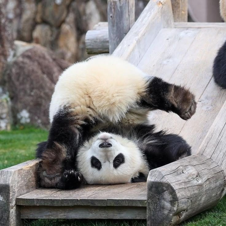 GuyNature14322's tweet photo. Today is National Panda Day. https://t.co/XT1lD7qGB2