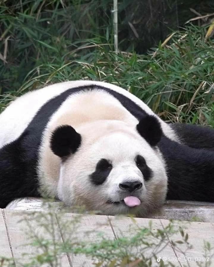 GuyNature14322's tweet photo. Today is National Panda Day. https://t.co/XT1lD7qGB2