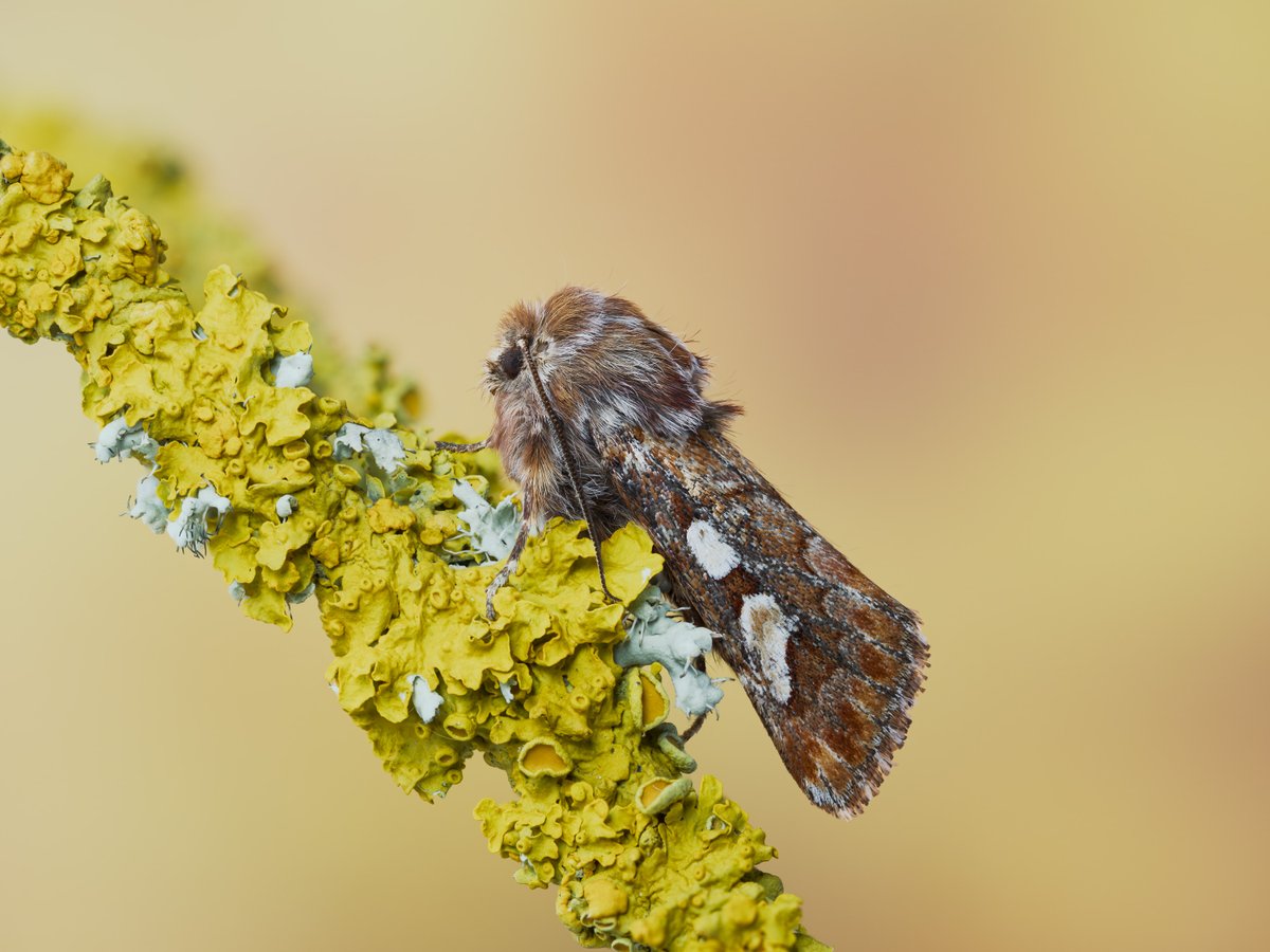 bernd_flicker's tweet image. Kieferneule (Panolis flammea)

Die #Kieferneule ist ein Frühjahrs-#Nachtfalter (März–Mai/Juni). Ihre Raupen können an Kiefern Kahlfraß verursachen und galten früher als gefährlicher Forstschädling . Heute sind Massenvermehrungen selten.
#Lepidoptera #Moth #NatureBeautiful